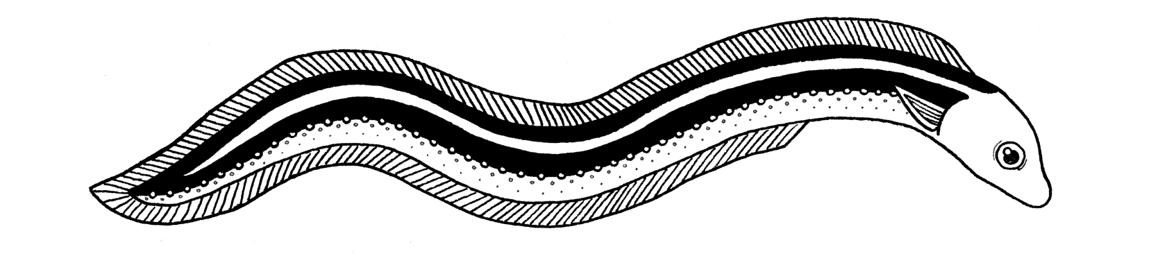 Black and white drawing of an eel
